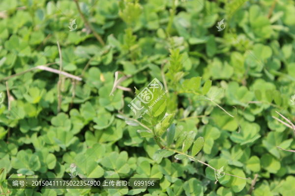 野草花