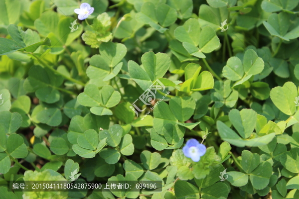 野草花