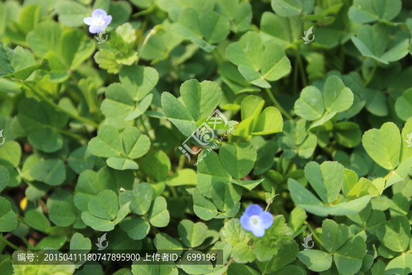 野草花
