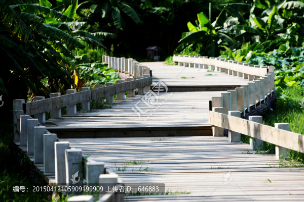 木棧道,林中小路,通道