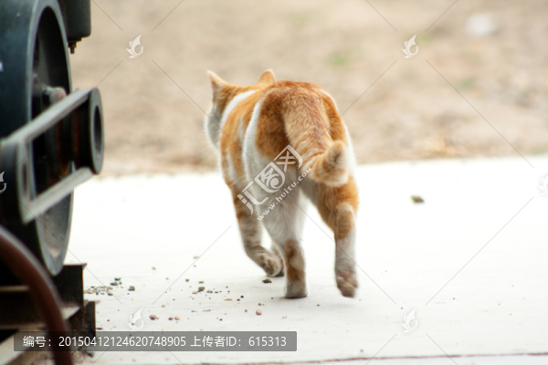 貓咪的背影