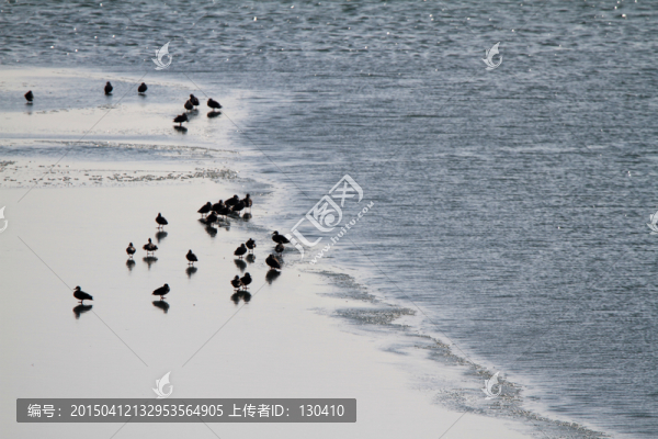野鴨群