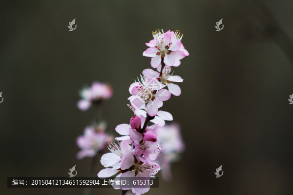 春光無限好,杏花