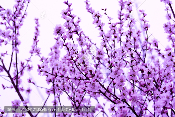 百花齊放
