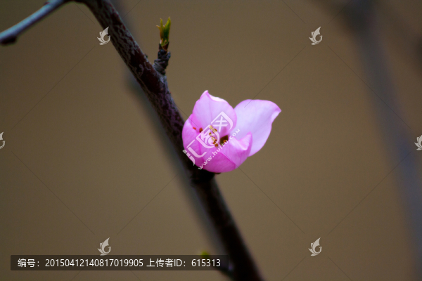 嬌羞的花苞