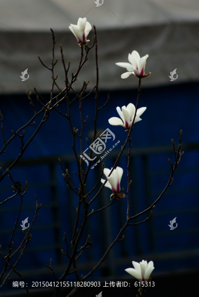 清晨的玉蘭花