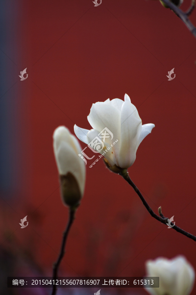 白玉蘭
