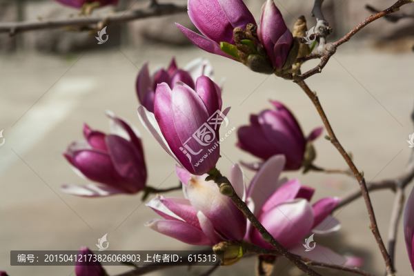 花苞