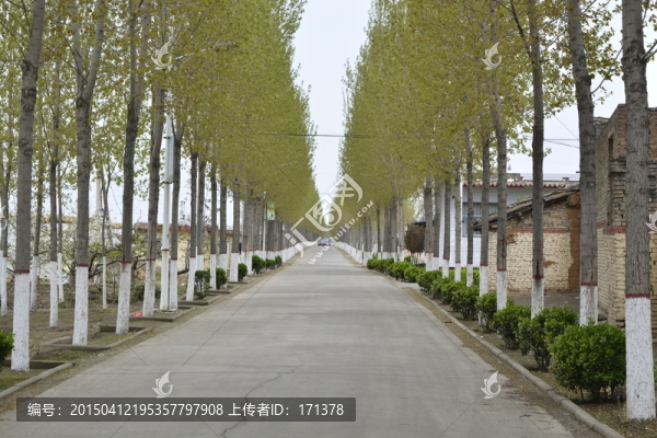 路邊的楊樹(shù)