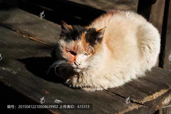 曬太陽(yáng)的貓