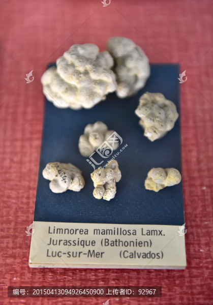 史前海洋生物化石