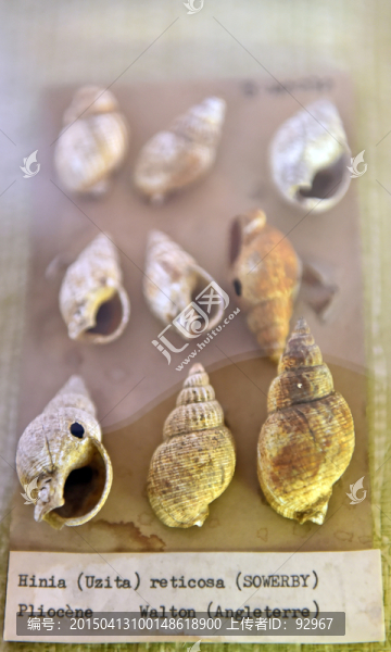 史前海洋生物海螺海錐化石