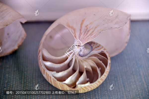 史前海洋生物化石