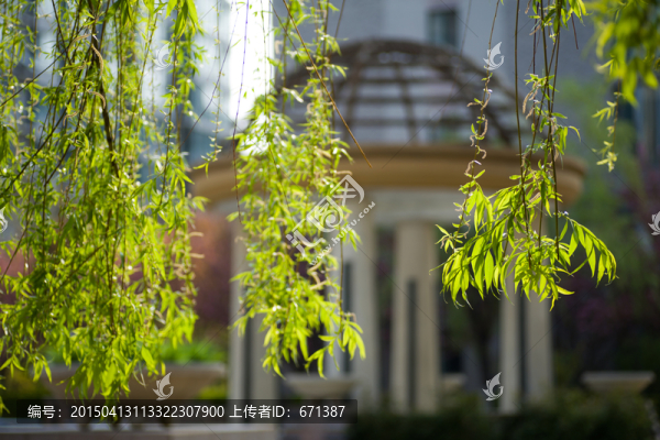 春柳