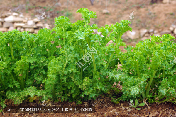 青菜