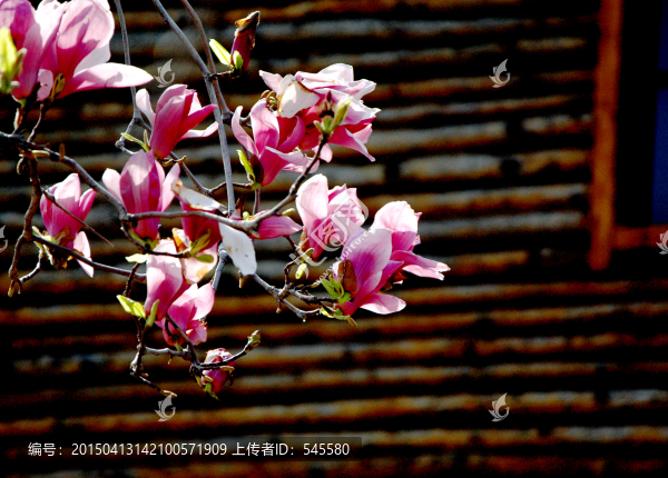 紅玉蘭,風霜