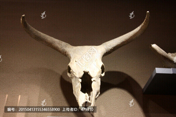 古生物骨骼化石,野牛骨骼化石