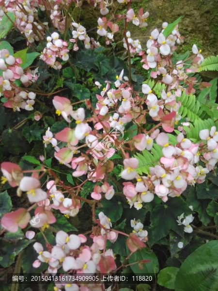 花