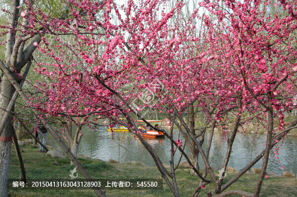 桃花樹,生在水邊