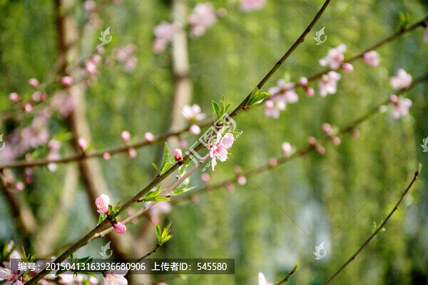 綠樹掩中的桃花朵朵開斜枝構(gòu)圖