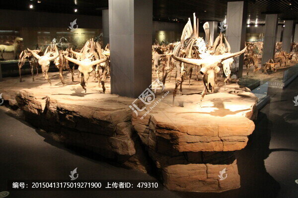 古生物骨骼化石,野牛骨骼化石