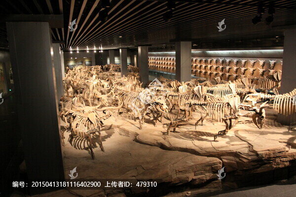 古生物骨骼化石,野牛骨骼化石