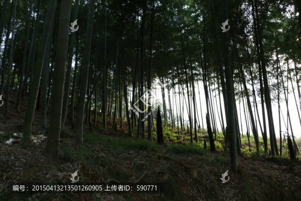 毛竹山
