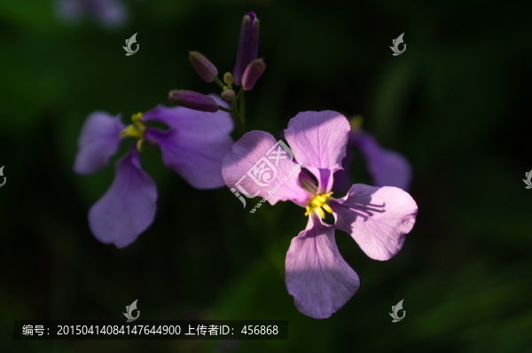 紫色花朵