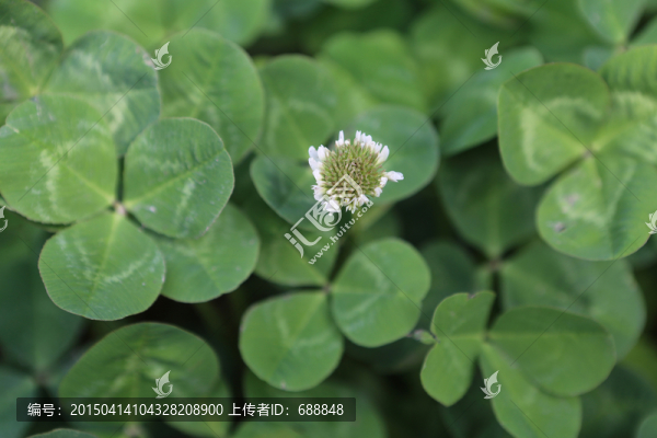 三葉草