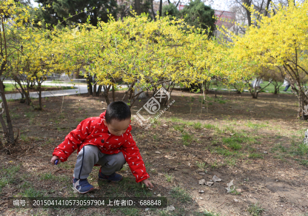 春芽