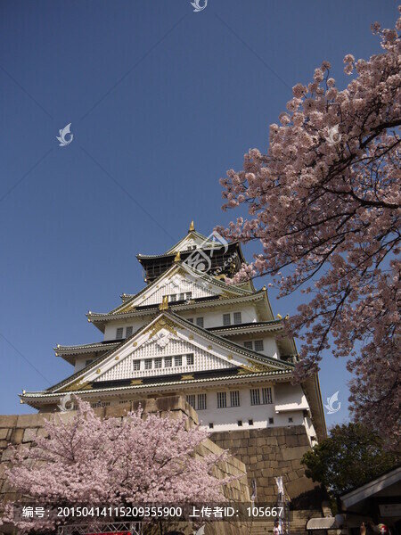 大阪天守閣,大阪城公園,櫻花