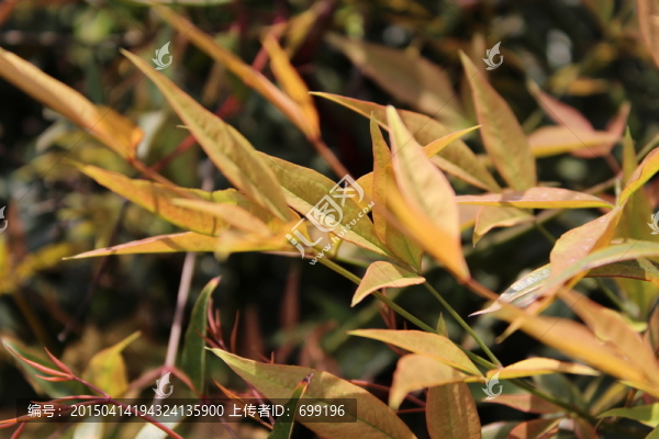 紅葉