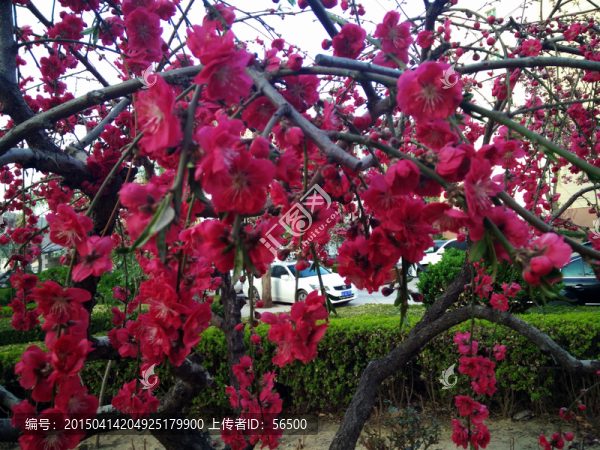 山桃花
