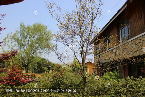 院落景色