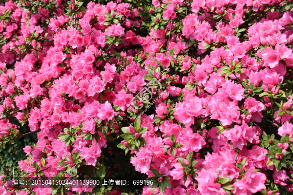 紅色的花朵