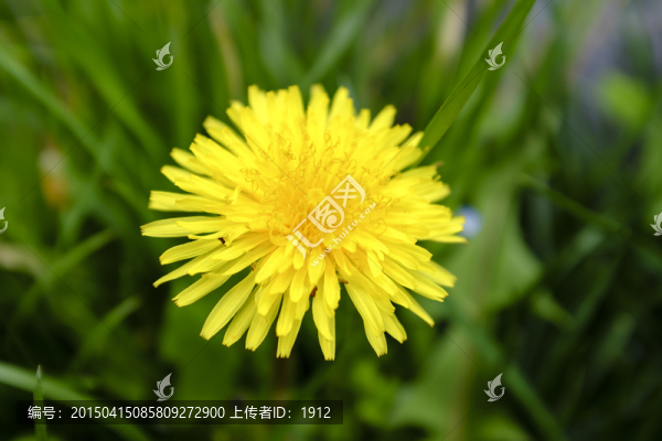 蒲公英