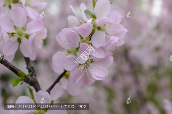 杏花