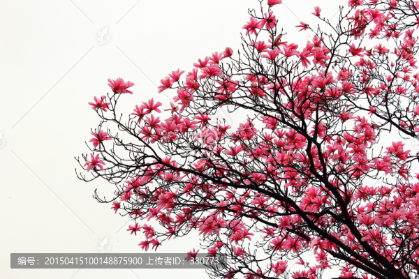 辛夷花