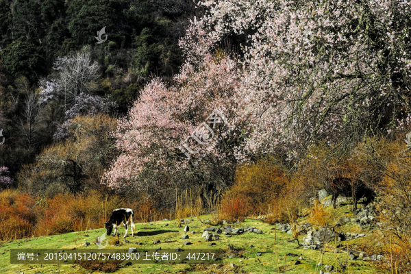 西藏波密桃花