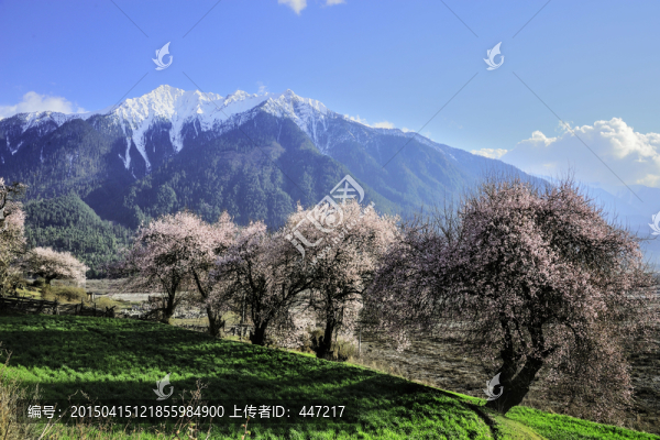 西藏波密桃花