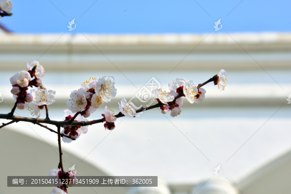 杏花