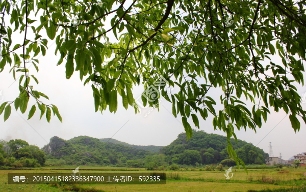 臨桂春天