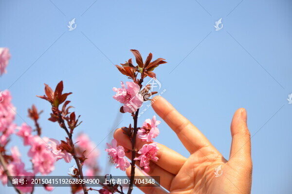 櫻花
