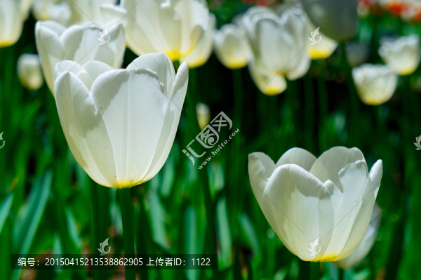 郁金香