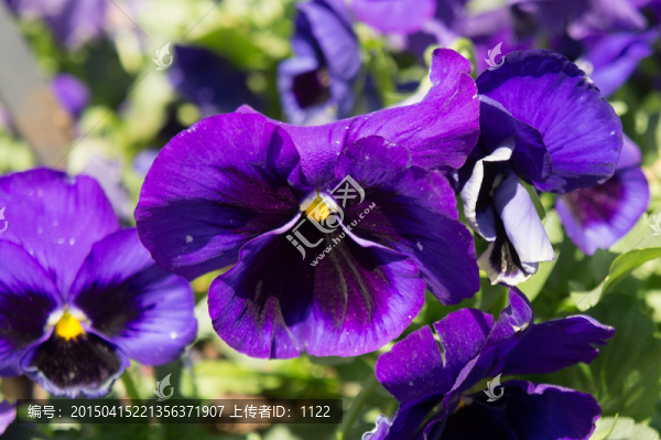 蝴蝶花