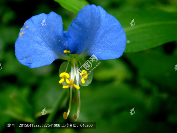 蘭花