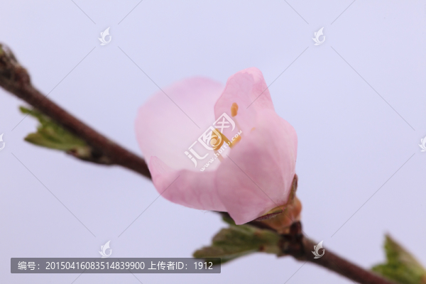 花朵