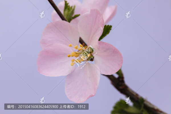 花朵