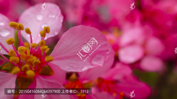 花朵