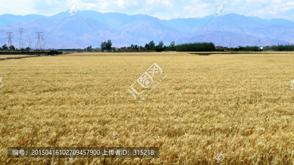 田園風(fēng)光